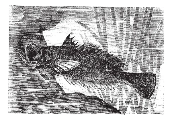 Stargazer или Uranoscopus sp., винтажная завивка — стоковый вектор