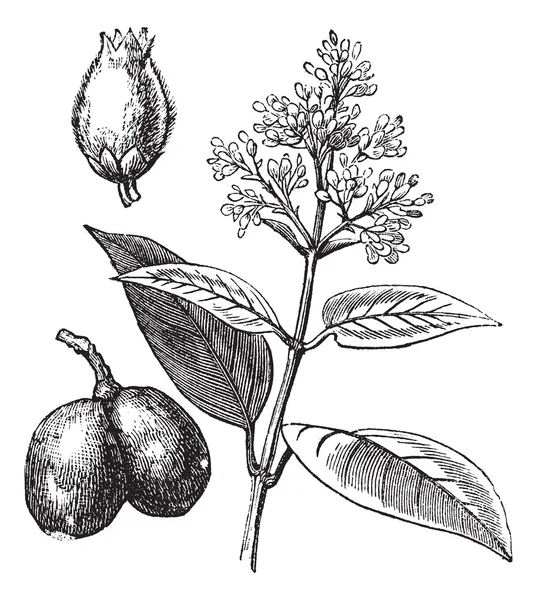 Árvore de borracha indiana ou Ficus elastica, gravura vintage — Vetor de Stock