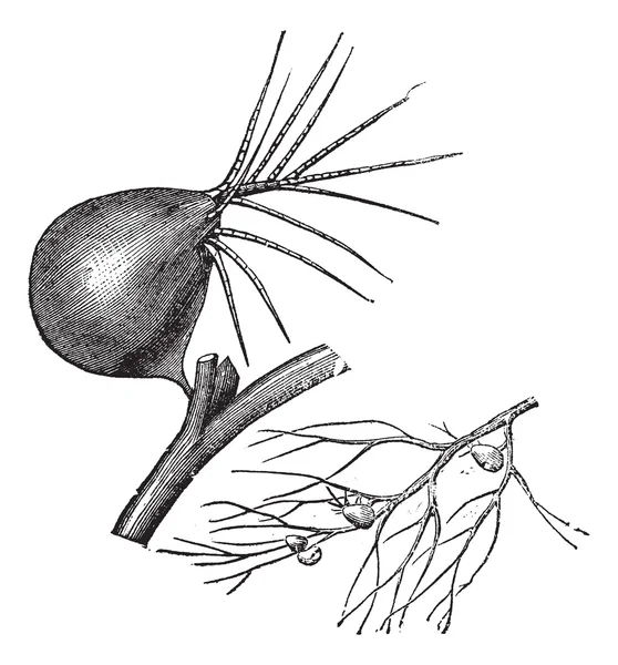 Yaygın bladderwort veya utricularia vulgaris, antika gravür — Stok Vektör