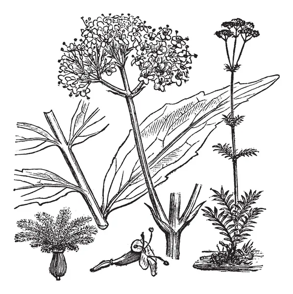 Giardino Valeriana o Valeriana officinalis, incisione vintage — Vettoriale Stock