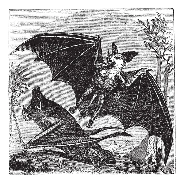 Spectral morcego ou espectro Vampyrum, gravura vintage — Vetor de Stock