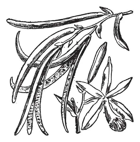 Vanilla or Vanilla planifolia, vintage engraving — Stock Vector