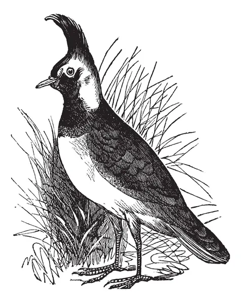 Южный Lapwing или Vanellus chilensis, винтажная гравировка — стоковый вектор
