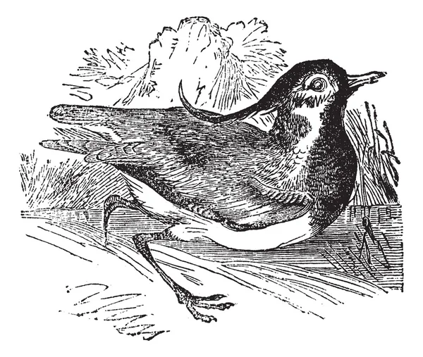 Lapwing do norte ou Vanellus vanellus, gravura vintage — Vetor de Stock