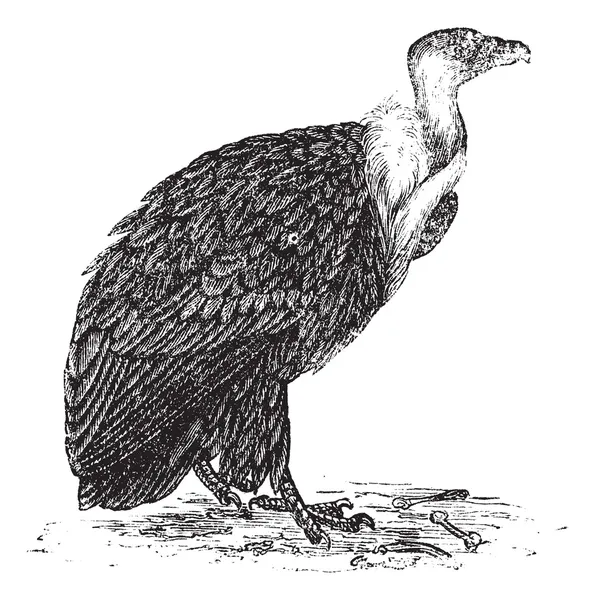 Griffon Vulture or Gyps fulvus, vintage engraving — Stock Vector