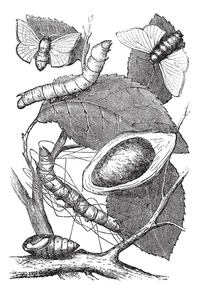 Seidenspinner oder Bombyx mori, Vintage-Gravur — Stockvektor