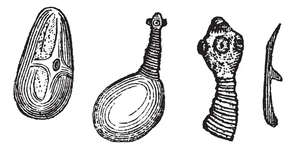 Lombriz de cerdo o Taenia solium, grabado vintage — Archivo Imágenes Vectoriales