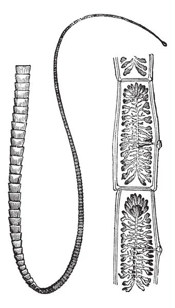 Tapeworm di maiale o Taenia solium, incisione vintage — Vettoriale Stock