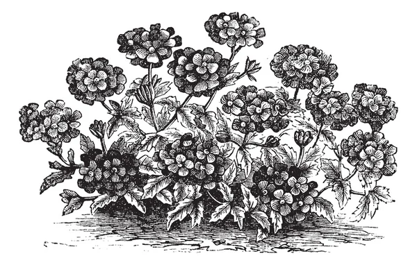 Verbena veya Mine çiçeği veya verbena sp., vintage oyma — Stok Vektör