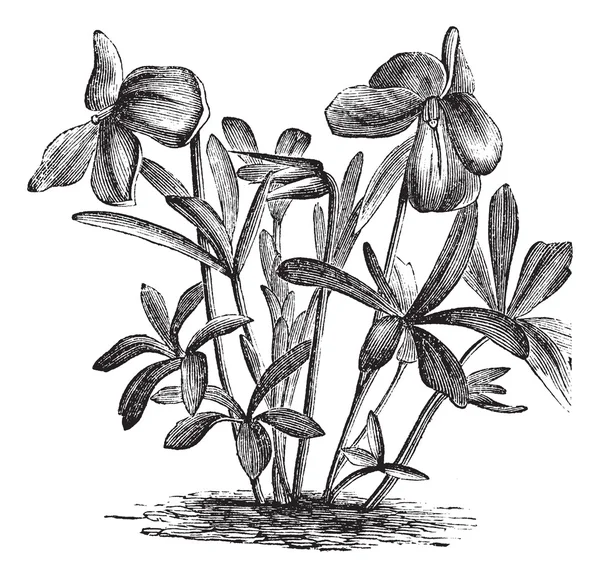 Birdsfoot Violeta o Viola pedata, grabado vintage — Archivo Imágenes Vectoriales