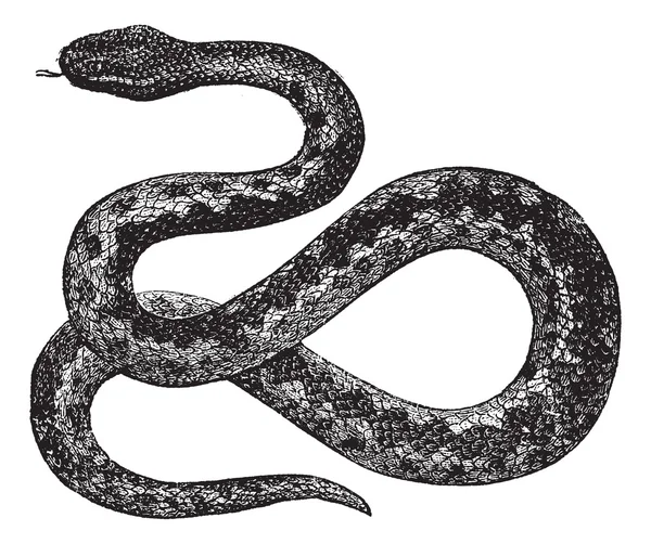 ヨーロッパの毒蛇または vipera の berus、ヴィンテージの彫刻 — ストックベクタ