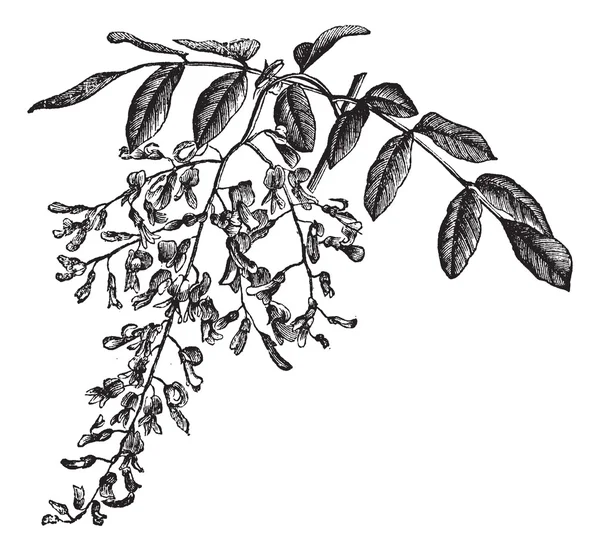 Amerikan yellowwood veya cladrastis kentukea, antika gravür — Stok Vektör