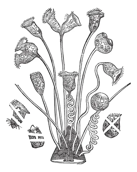 벨 숭숭 또는 Vorticella sp., 빈티지 조각 — 스톡 벡터