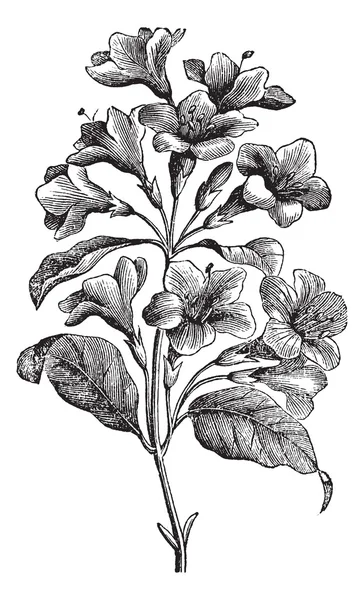 Винтажная гравировка Diervilla rosea — стоковый вектор