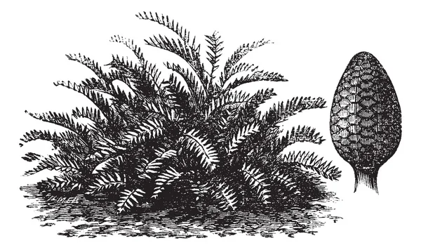Zamia integrifolia or Coontie vintage engraving — Stock Vector