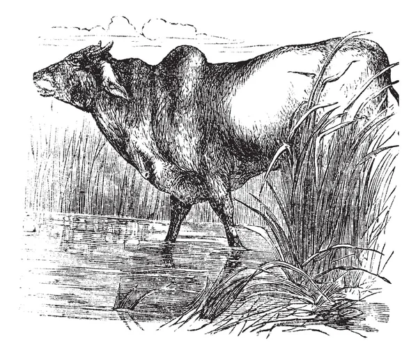 瘤牛或 bos primigenius 印度复古雕刻 — 图库矢量图片