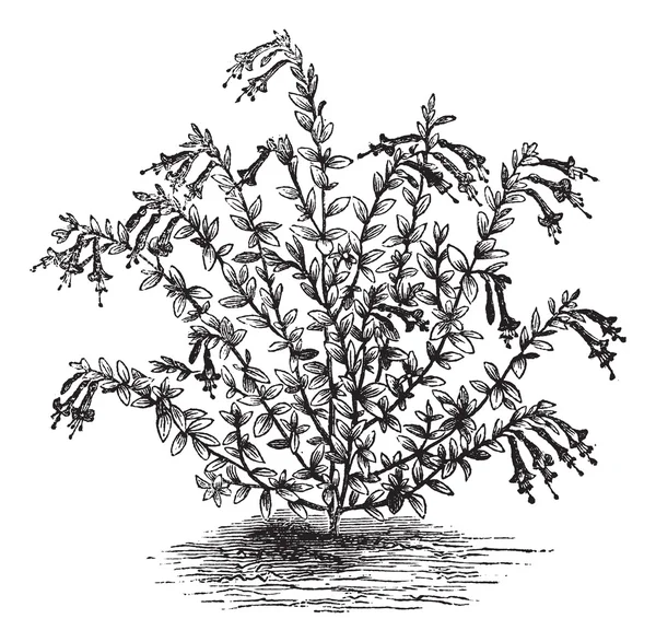 Epilobium canum of zauschneria vintage gravure — Stockvector