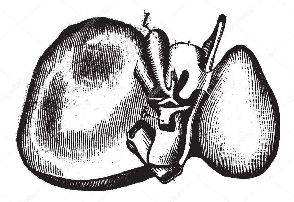 Human Liver, vintage engraved illustration