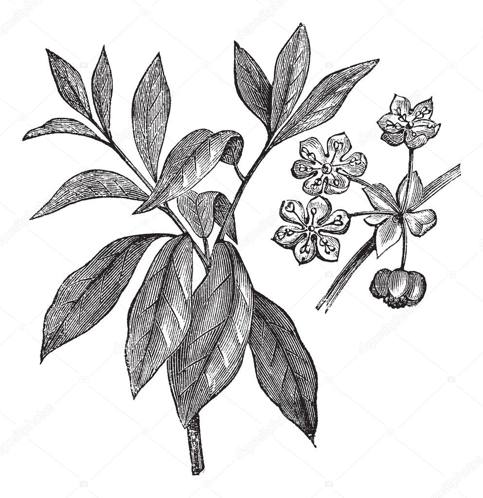 Lindera benzoin or Benzoin aestivale vintage engraving