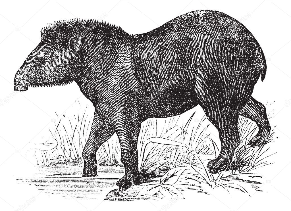 American tapir (Tapirus Americanus), vintage engraving.