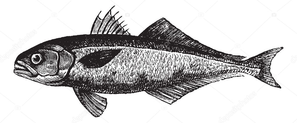 The bluefish (Pomatomus saltatrix) or tailor, vintage engraving.