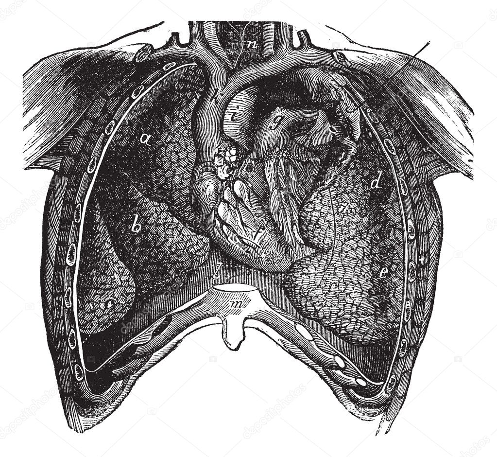 Thoracic cavity of man, previously opened and showing the intern
