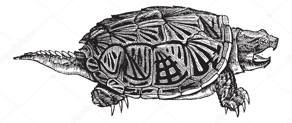clipart snapping turtle