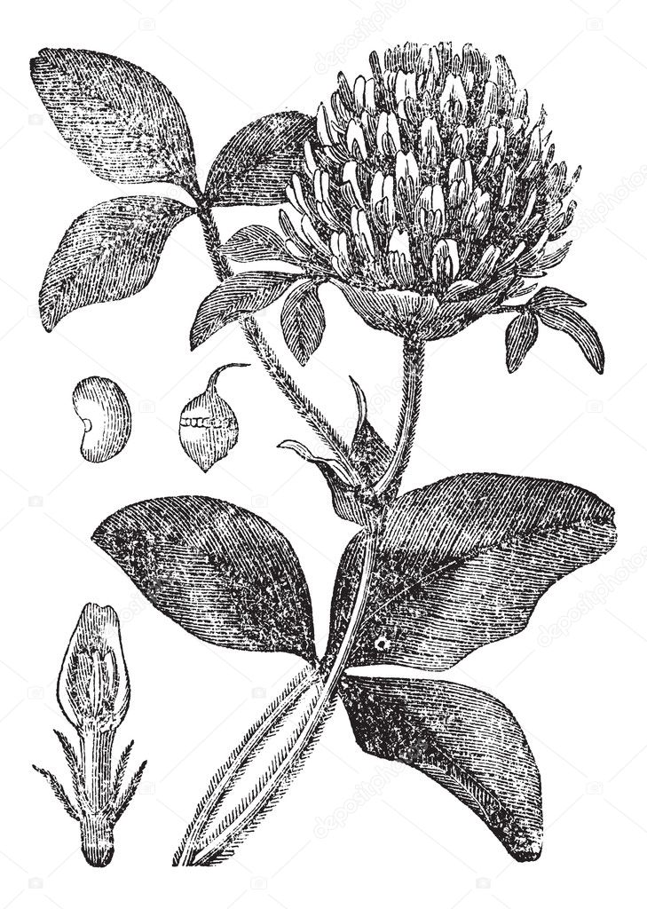 Red Clover or Trifolium pratense, vintage engraving