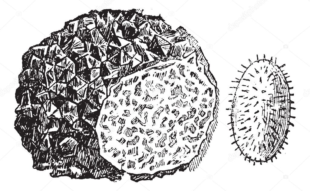 Truffle or Tuber sp., vintage engraving
