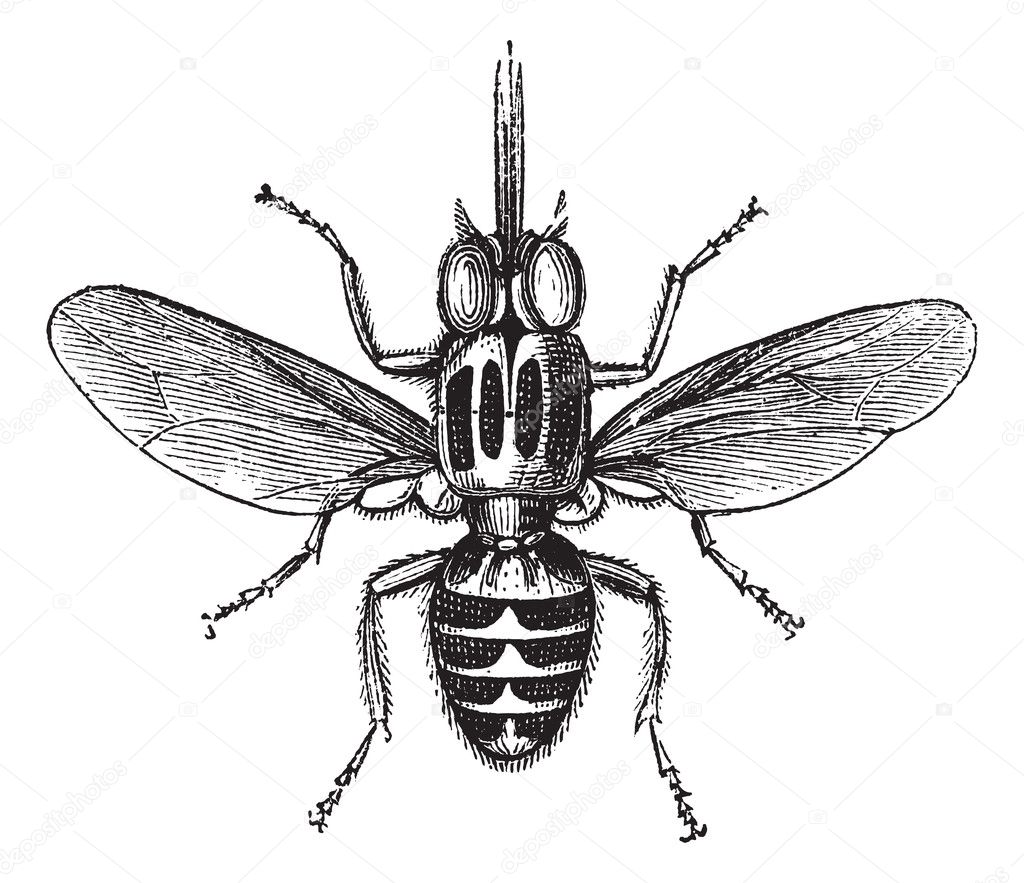 Tsetse Fly or Glossina sp., vintage engraving