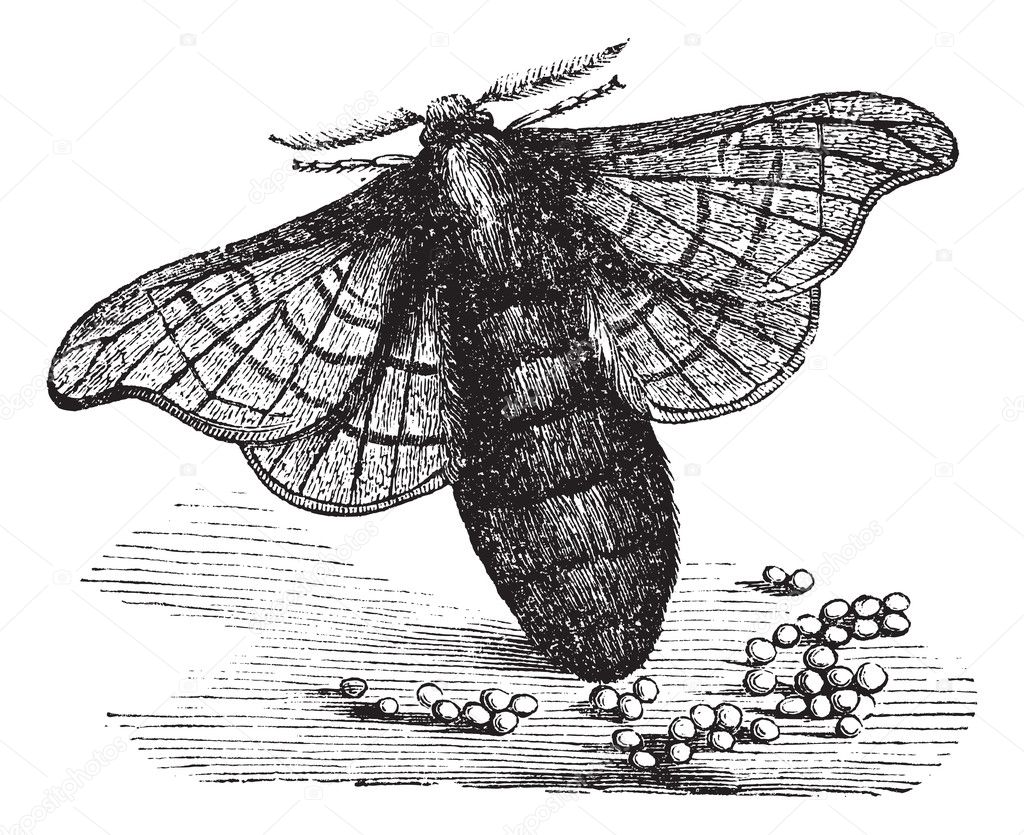 This Illustration Represents Cocoon Of Bombyx Mori Drawn In Toward The  Middle Vintage Line Drawing Or Engraving Illustration. Royalty Free SVG,  Cliparts, Vectors, and Stock Illustration. Image 132809149.