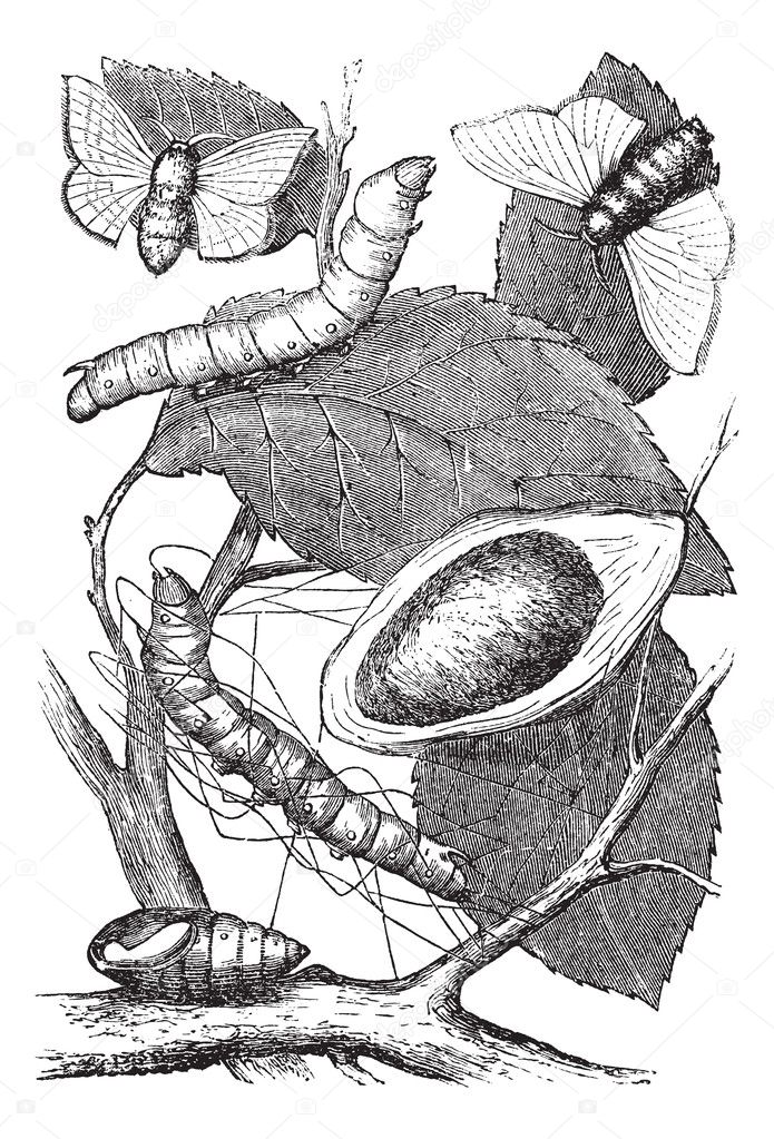 Silkmoth or Bombyx mori, vintage engraving