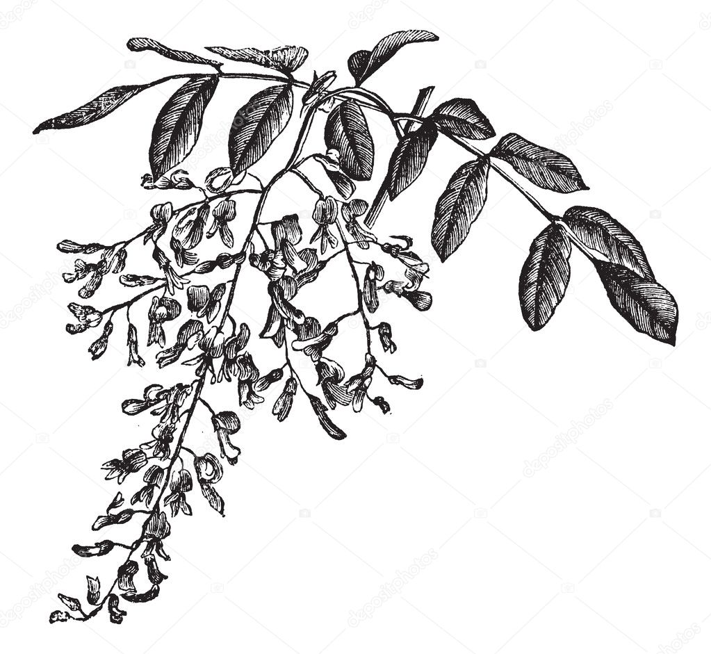 American Yellowwood or Cladrastis kentukea, vintage engraving