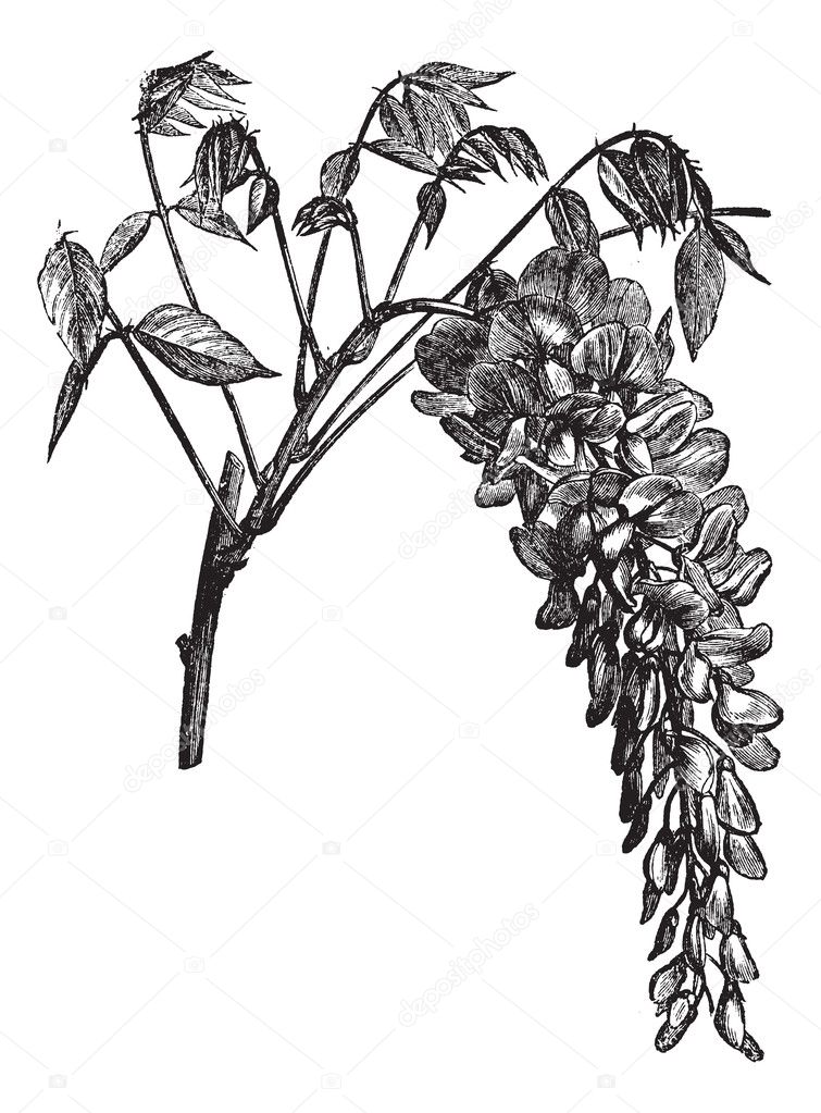 Wisteria sinensis or Chinese Wisteria vintage engraving