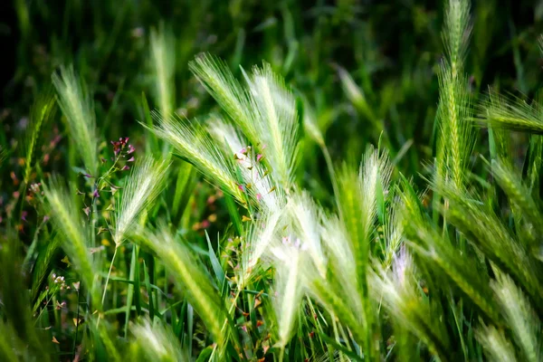 stock image Ear of wheat