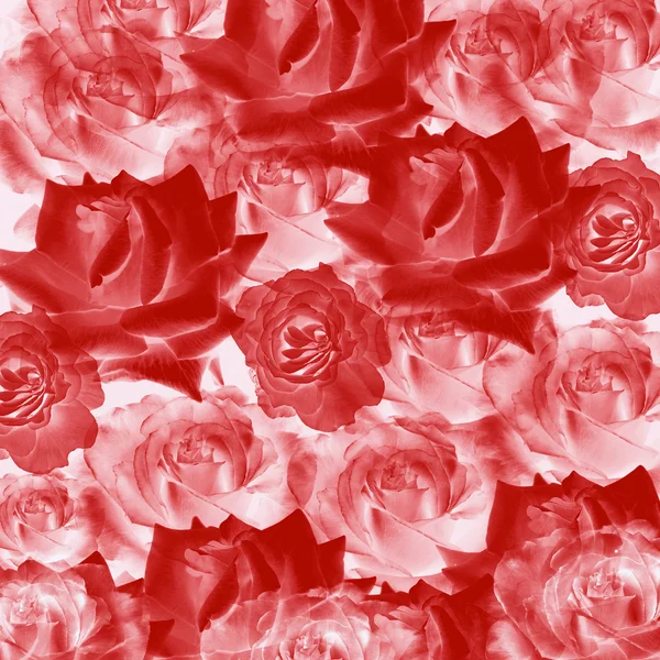 Red roses — Stock Photo, Image