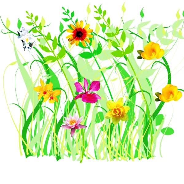 Gras en bloemen over Wit — Stockfoto