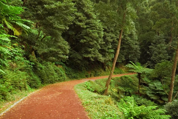 Red dirt road leading into the forest, San Miguel, Azores — Zdjęcie stockowe