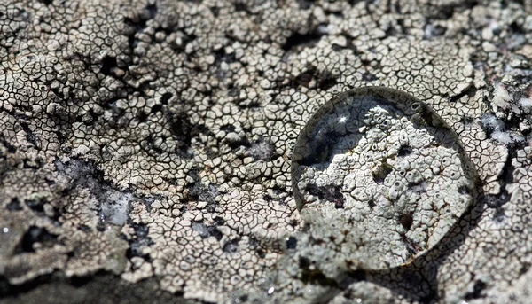 Kropla wody w Licheniu — Zdjęcie stockowe