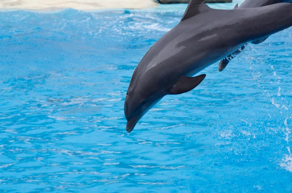 stock image Dolphin dive