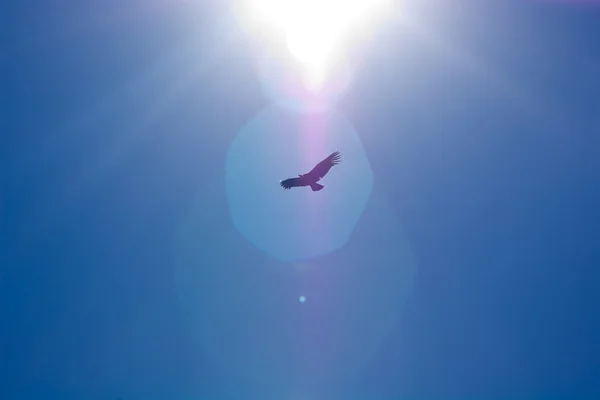 Condor güneş — Stok fotoğraf