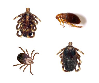 Ticks and Flea clipart