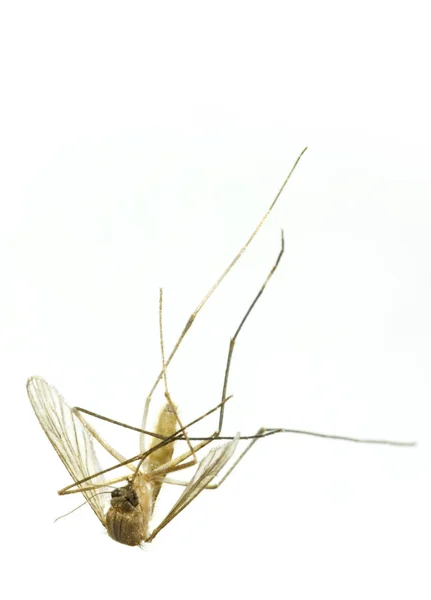 Ölü sivrisinek midge — Stok fotoğraf