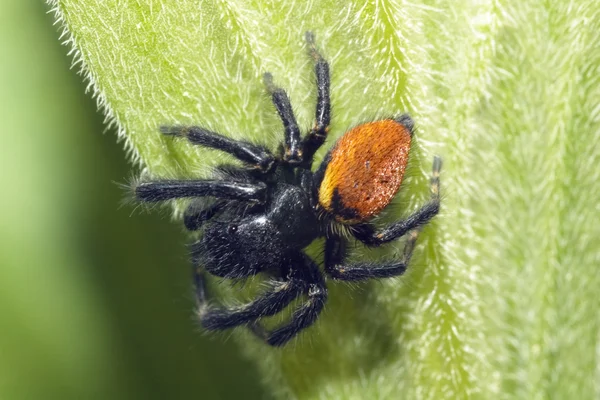Siyah örümcek atlama — Stok fotoğraf