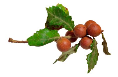 Marble galls isolated clipart