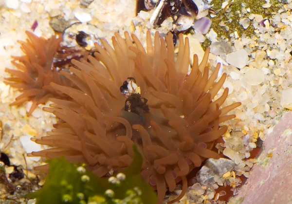 Kızıl deniz anemon — Stok fotoğraf