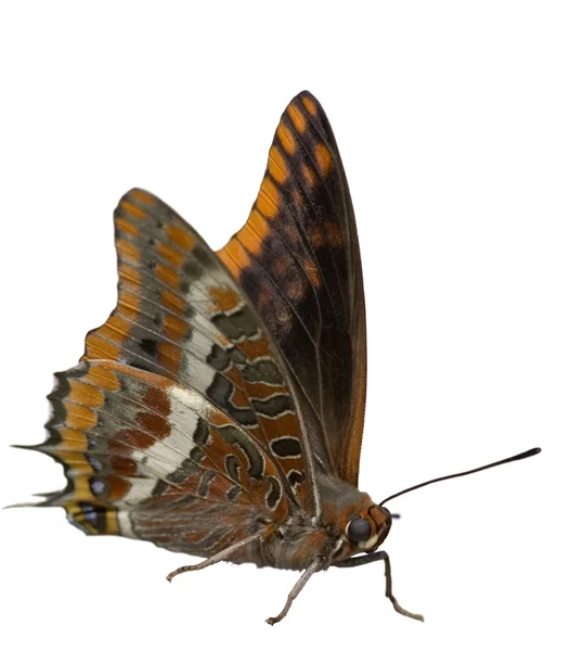 Dwa tailed pasza motyl na białym tle. charaxes jasius — Zdjęcie stockowe