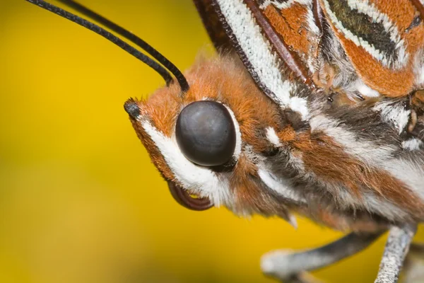 Zwei Schwanz Pascha Schmetterlingskopf Nahaufnahme. Scharaxen jasius — Stockfoto