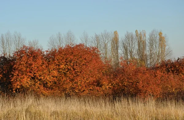Colours of autumn — Stock Photo, Image