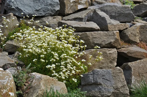 stock image Flowers in the rock garden